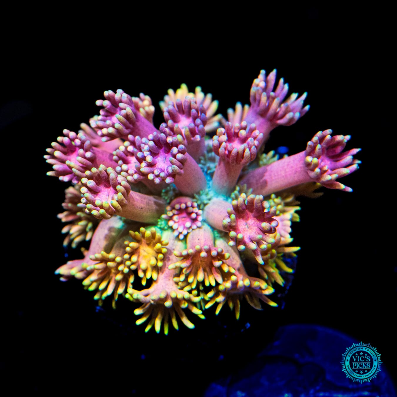 WWC Jewel Thief Goniopora - Daylight Photo