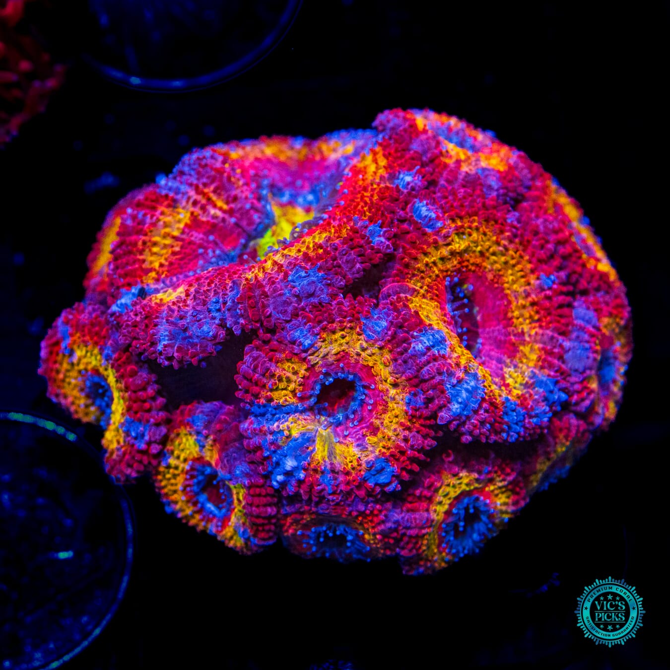 WWC Crazy Clown Aussie Lord - Daylight Photo