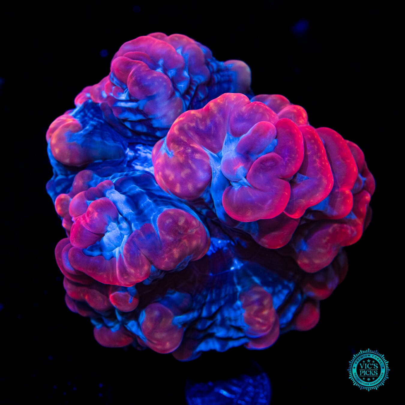 Strawberry Bubbly Indophyllia - Daylight Photo