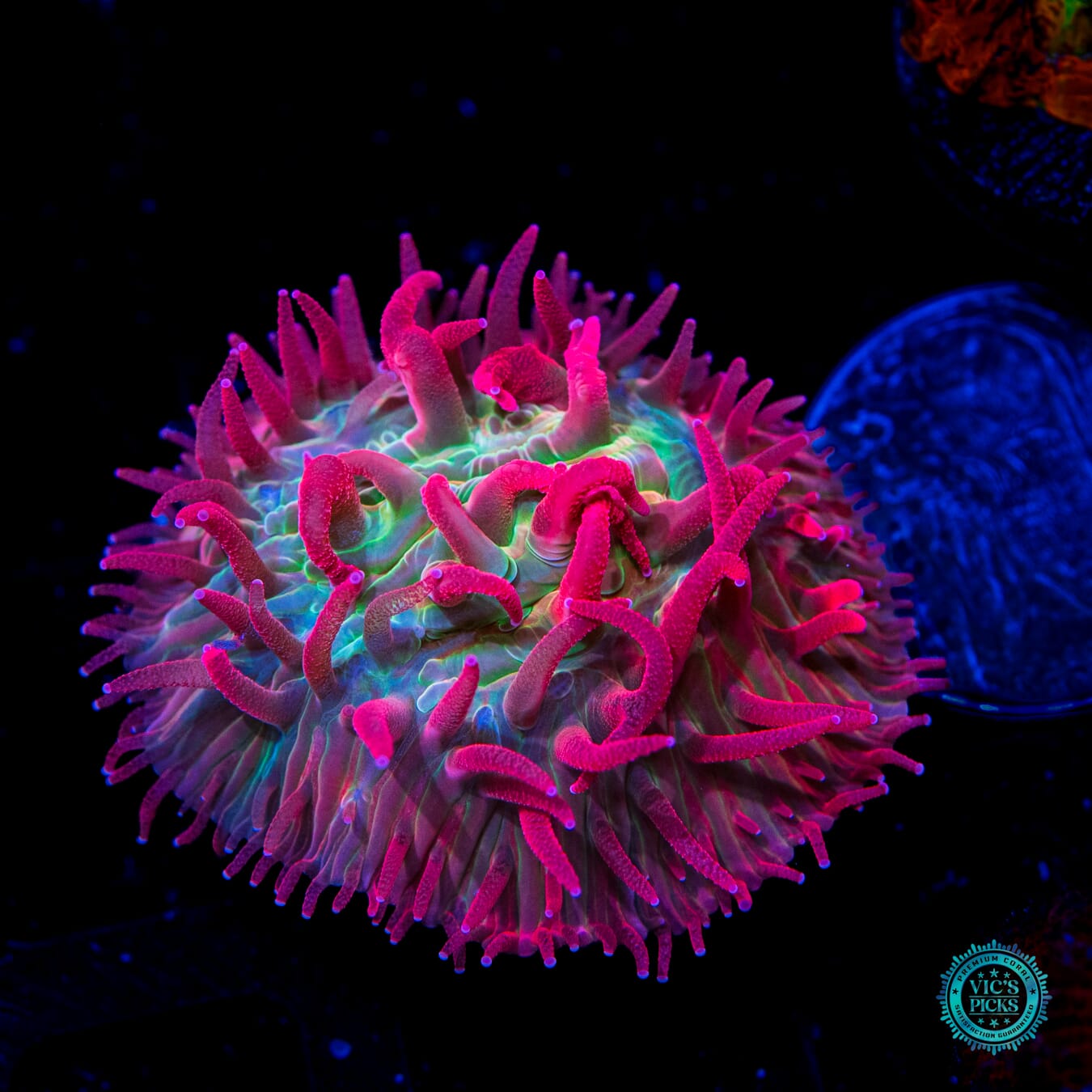 WWC Zombie Apocolypse Plate Coral - Daylight Photo