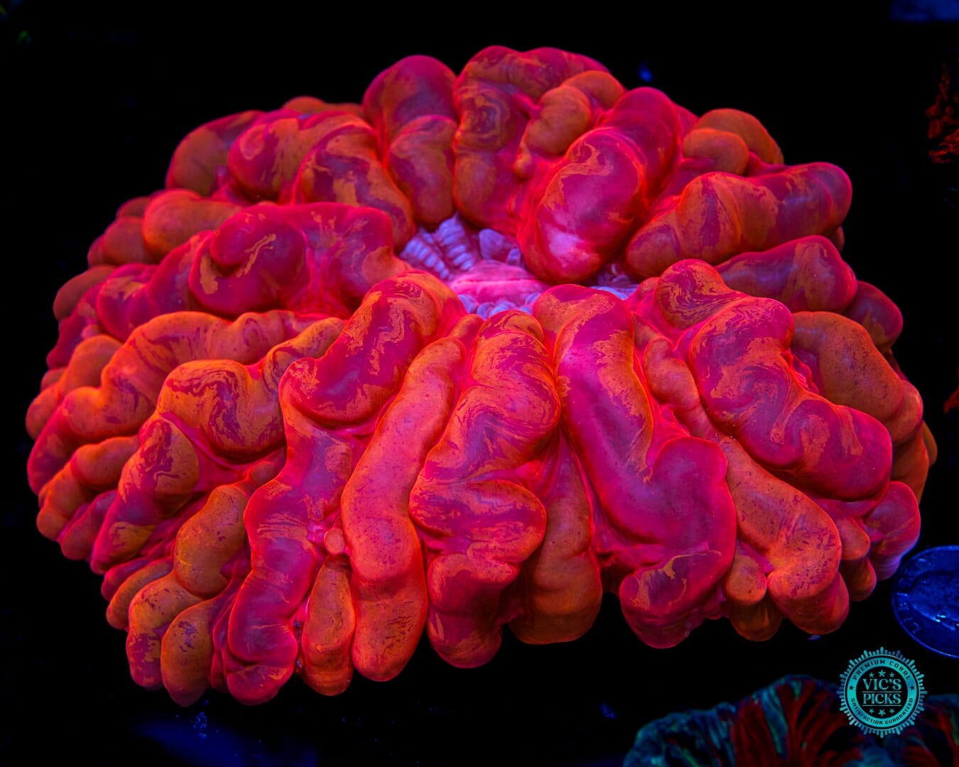 Hellfire Cynarina - Daylight Photo