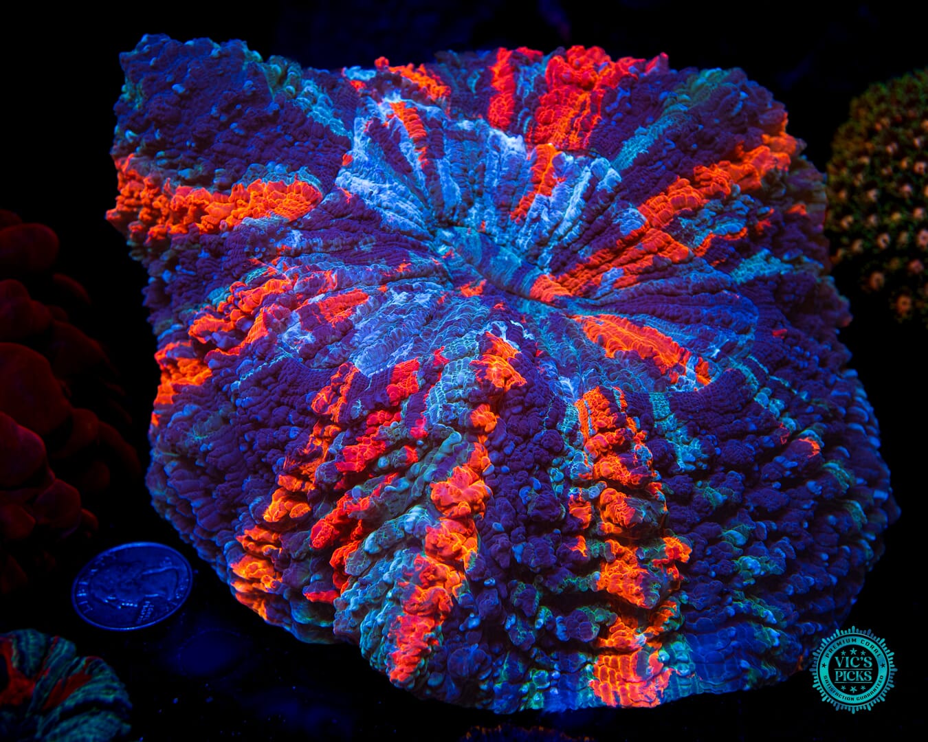 Thunder Flash Acanthophyllia - Daylight Photo