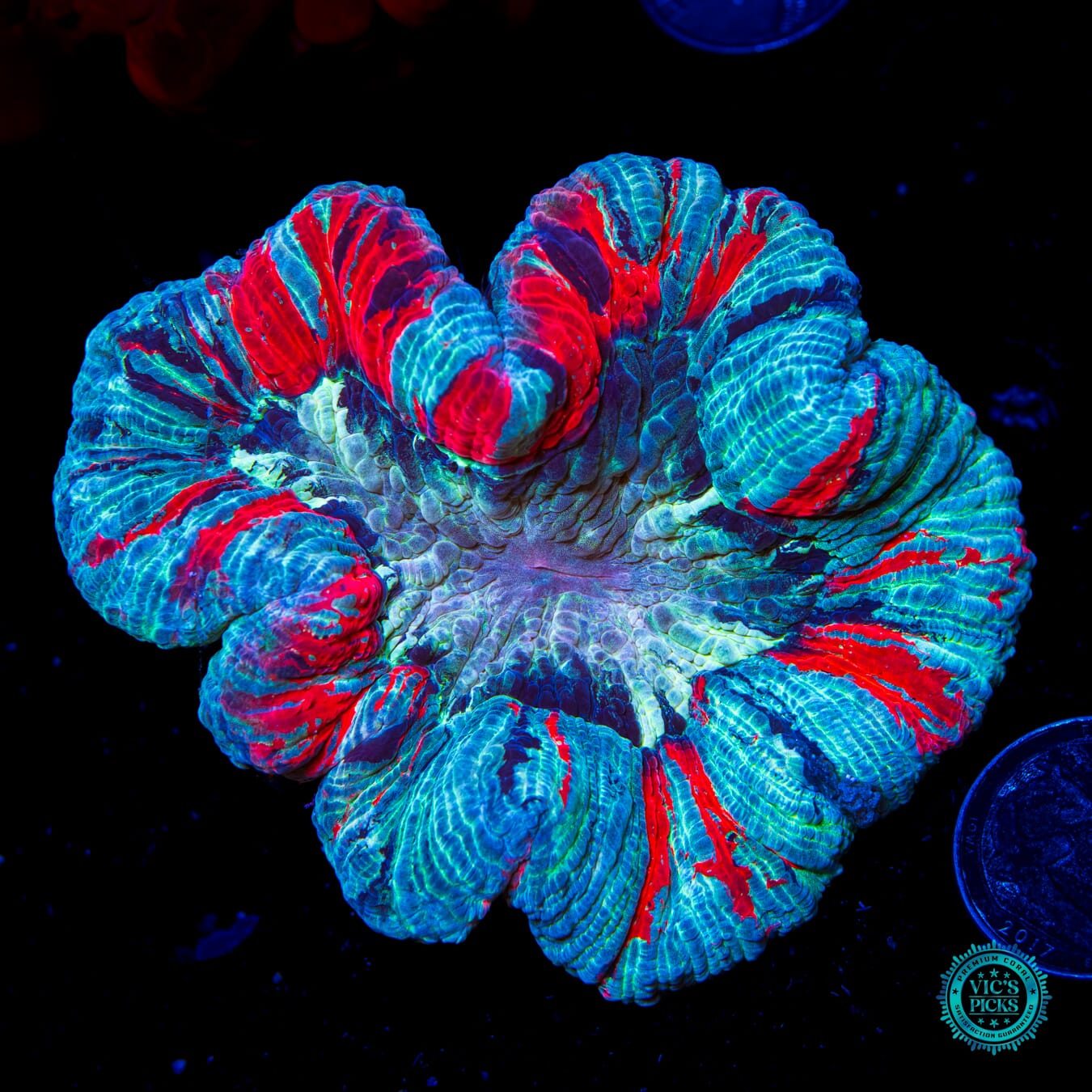 Frozen Tirade Trachyphyllia - Daylight Photo