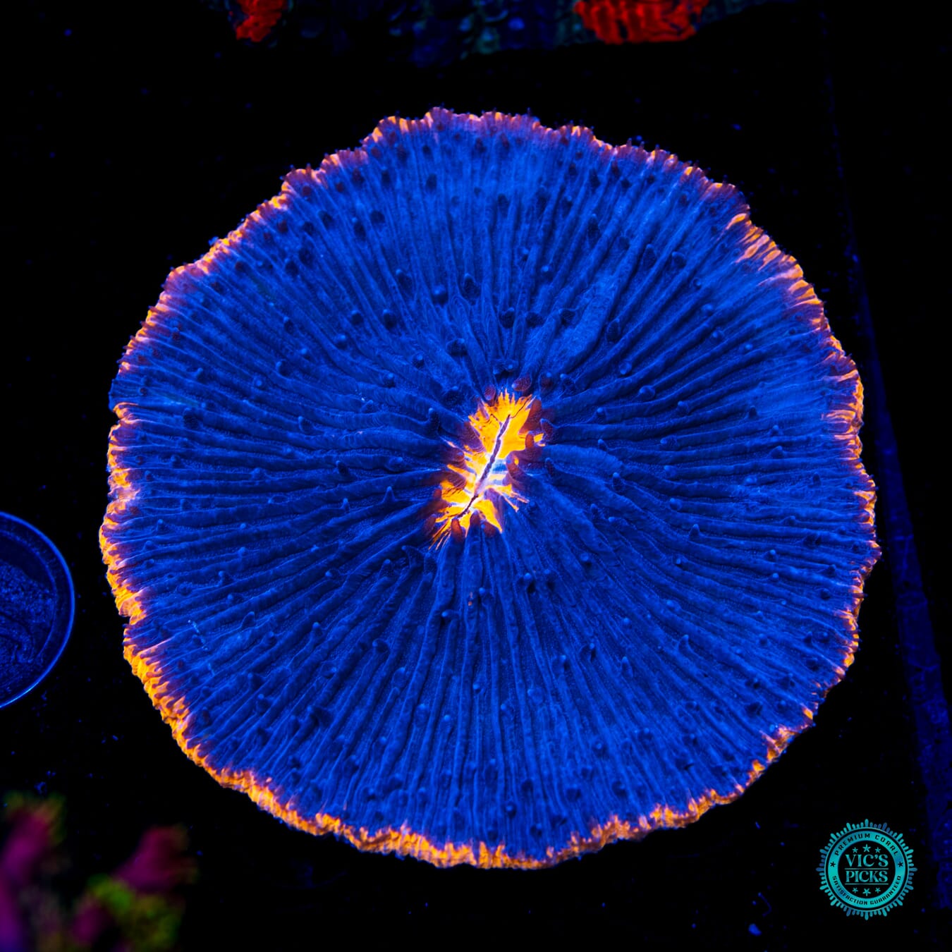 Fire Rimmed Plate Coral - Daylight Photo
