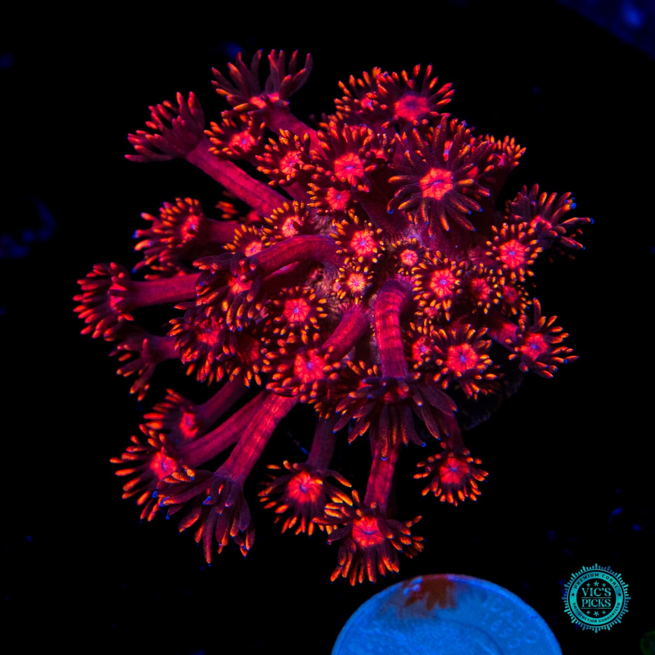 WWC Ragnarok Goniopora - Daylight Photo