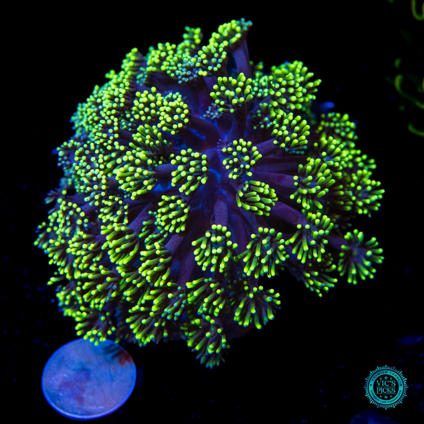 Neon Grape Goniopora - Daylight Photo