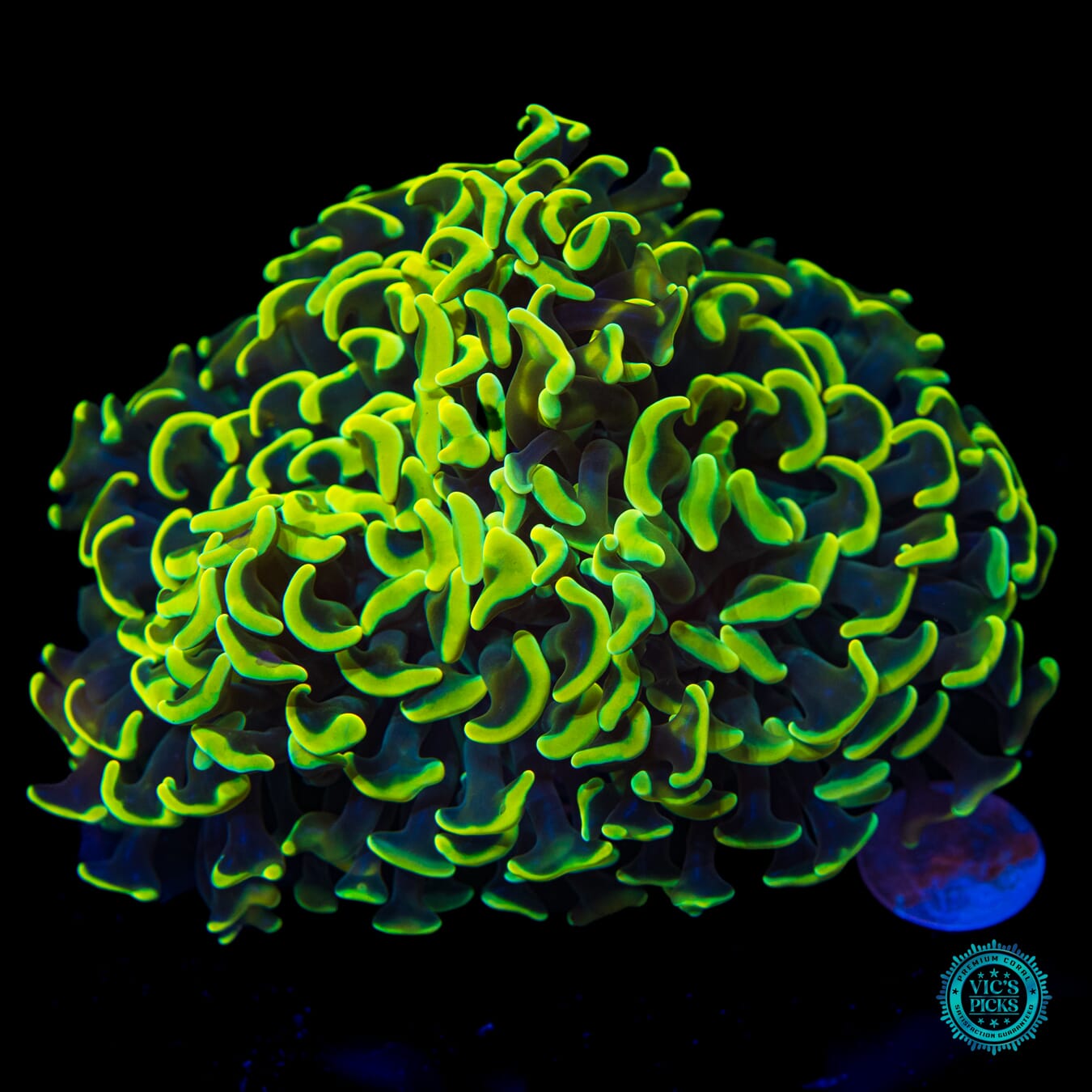 Lemon Lover Wall Hammer - Daylight Photo