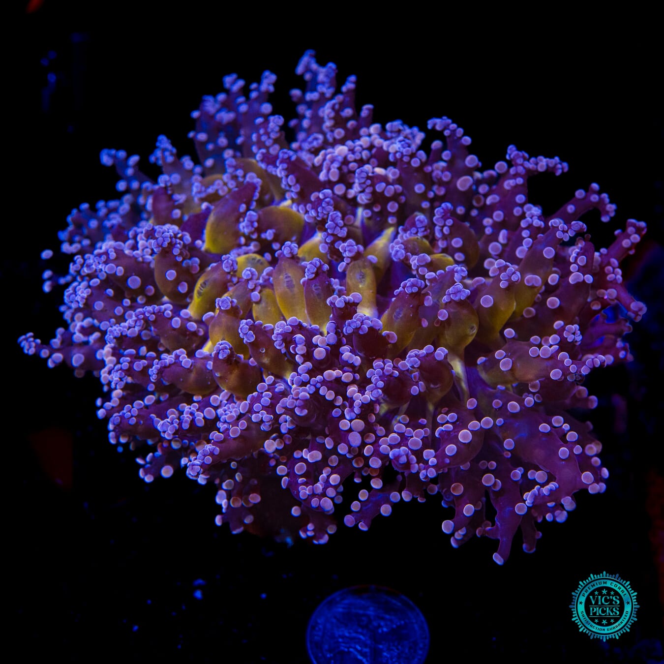 Funky Orange and Peach Wall Frogspawn - Daylight Photo