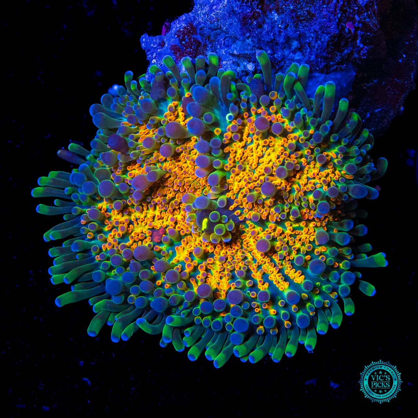 Tropical Temptation Yuma Mushroom - Daylight Photo