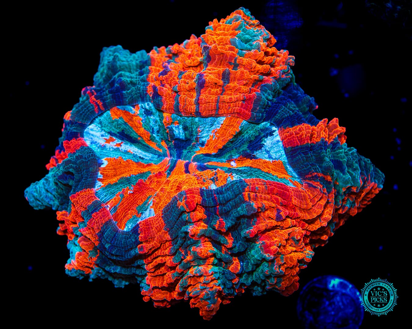 Jelly Belly Acanthophyllia - Daylight Photo