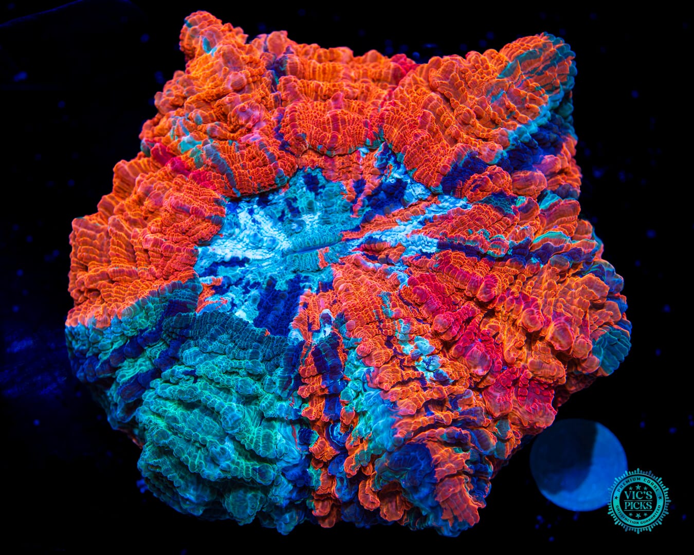 Rainbow Rush Acanthophyllia  - Daylight Photo