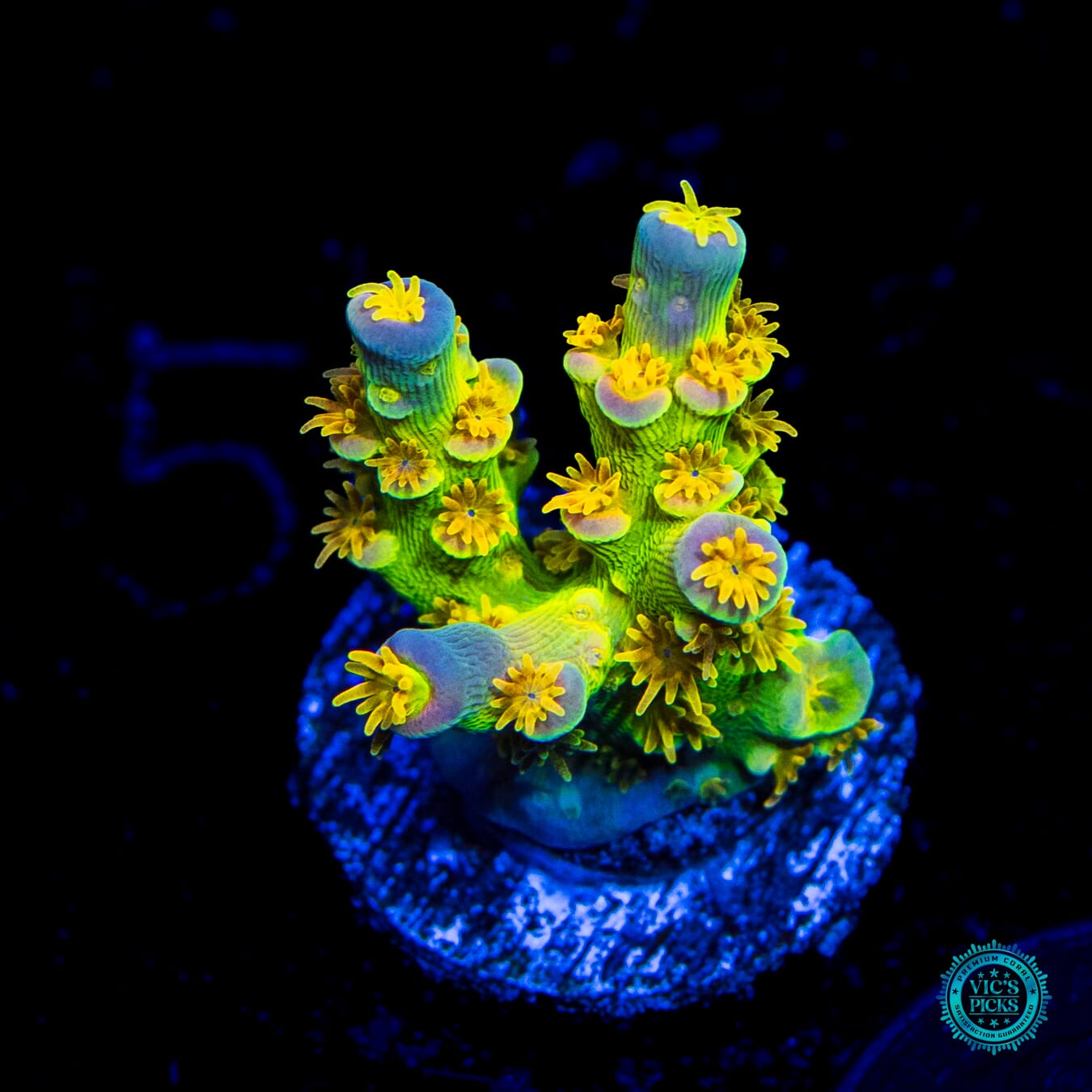 WD Tenuis Acropora - Daylight Photo