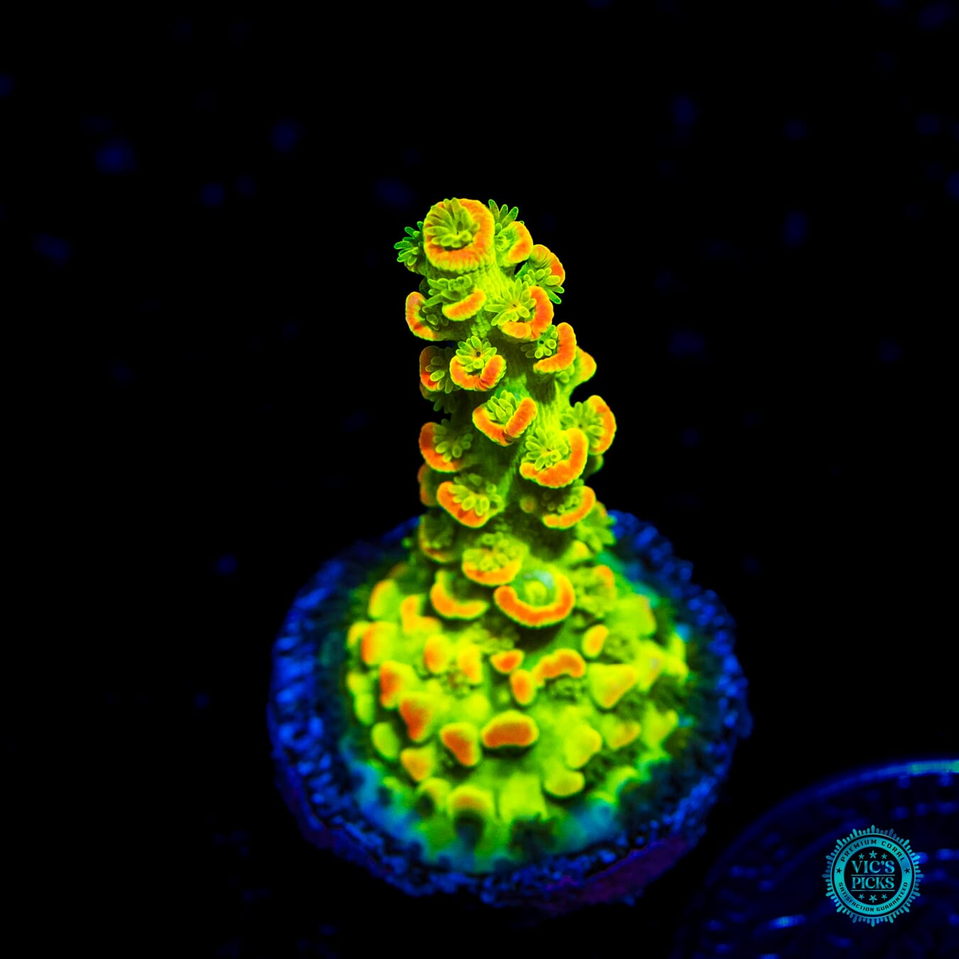 WWC Cash Me Outside Tenuis Acropora - Daylight Photo