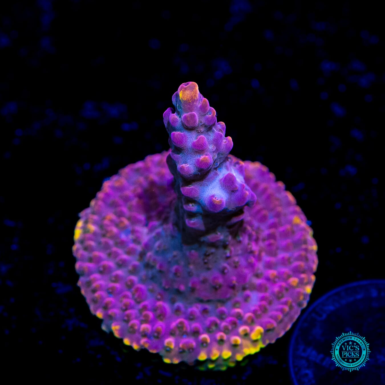 CB Beastmode Acropora - Daylight Photo