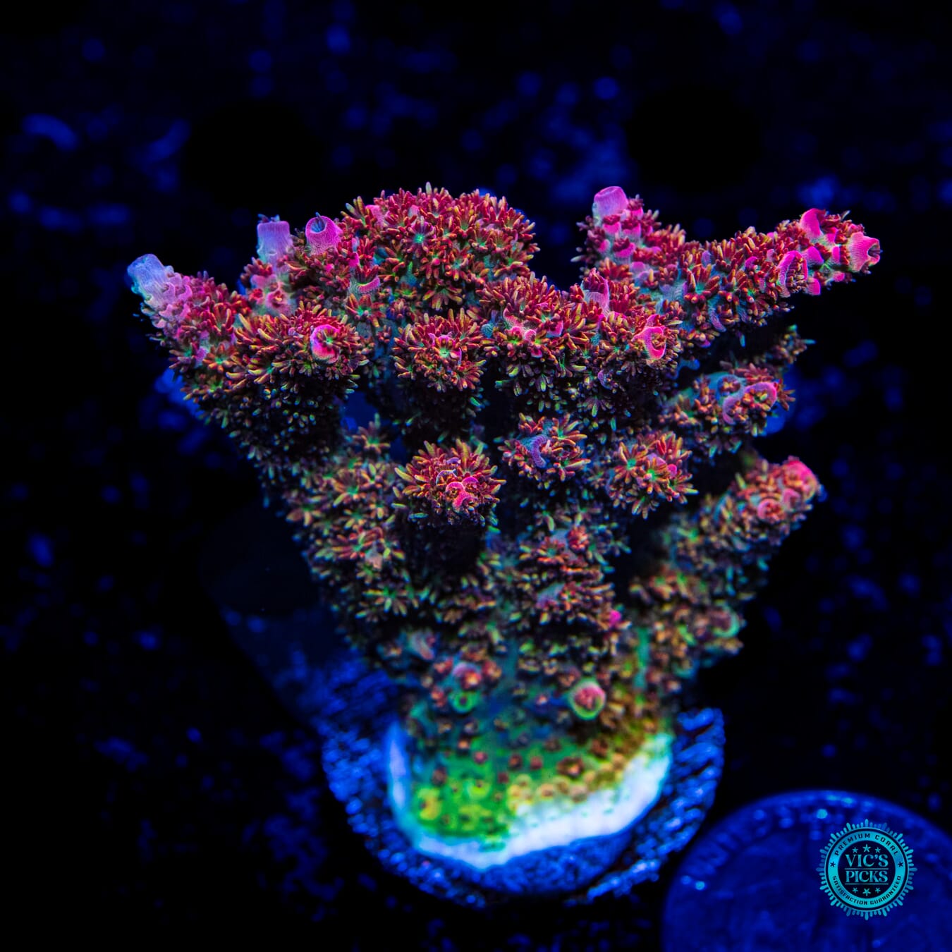 Solomon Ridonculous Acropora - Daylight Photo