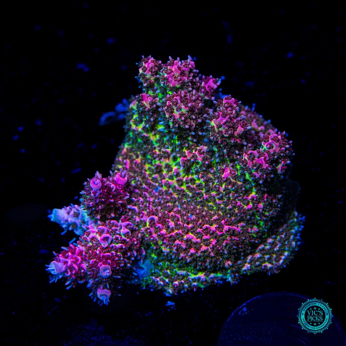 WWC Suicide Squad Acropora - Daylight Photo