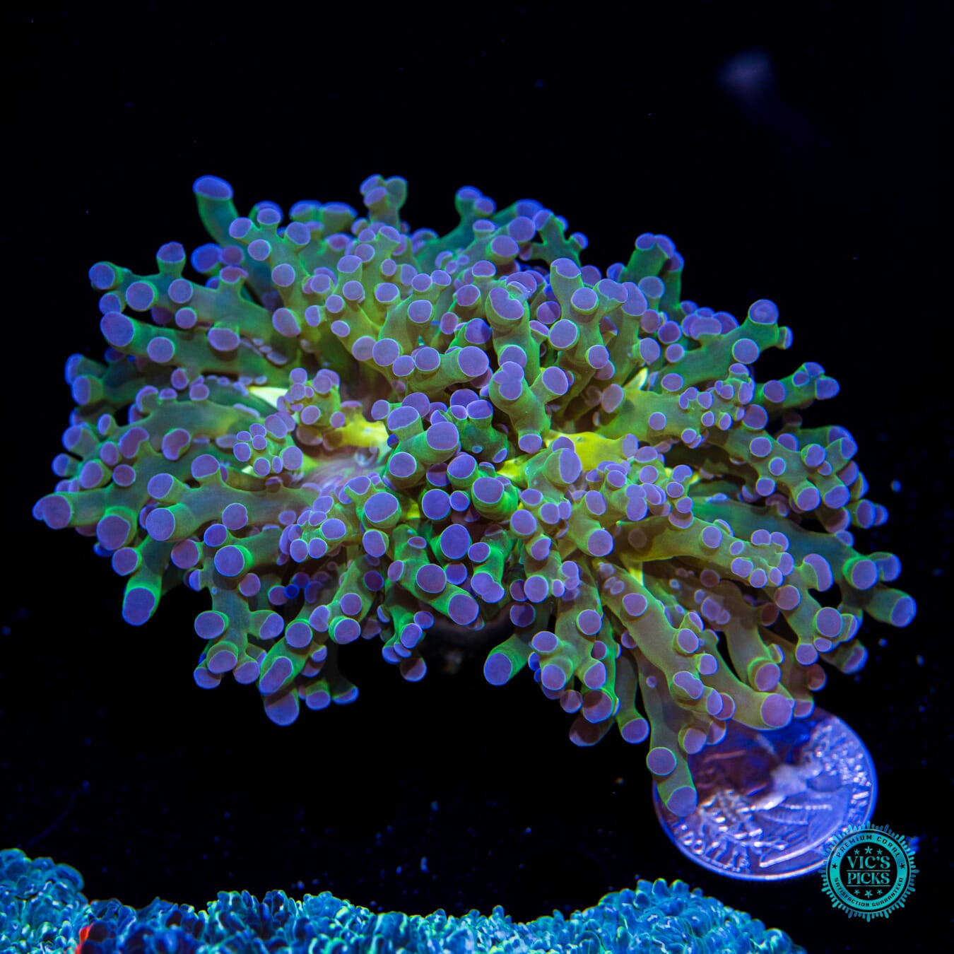 Ocean Potion Branching Frogspawn - Actinic Photo