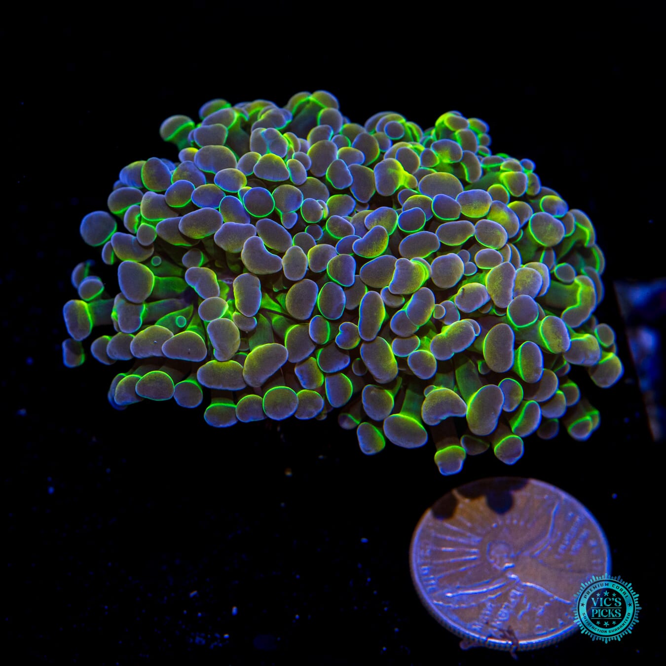 Holy Grail Branching Hammer - Actinic Photo