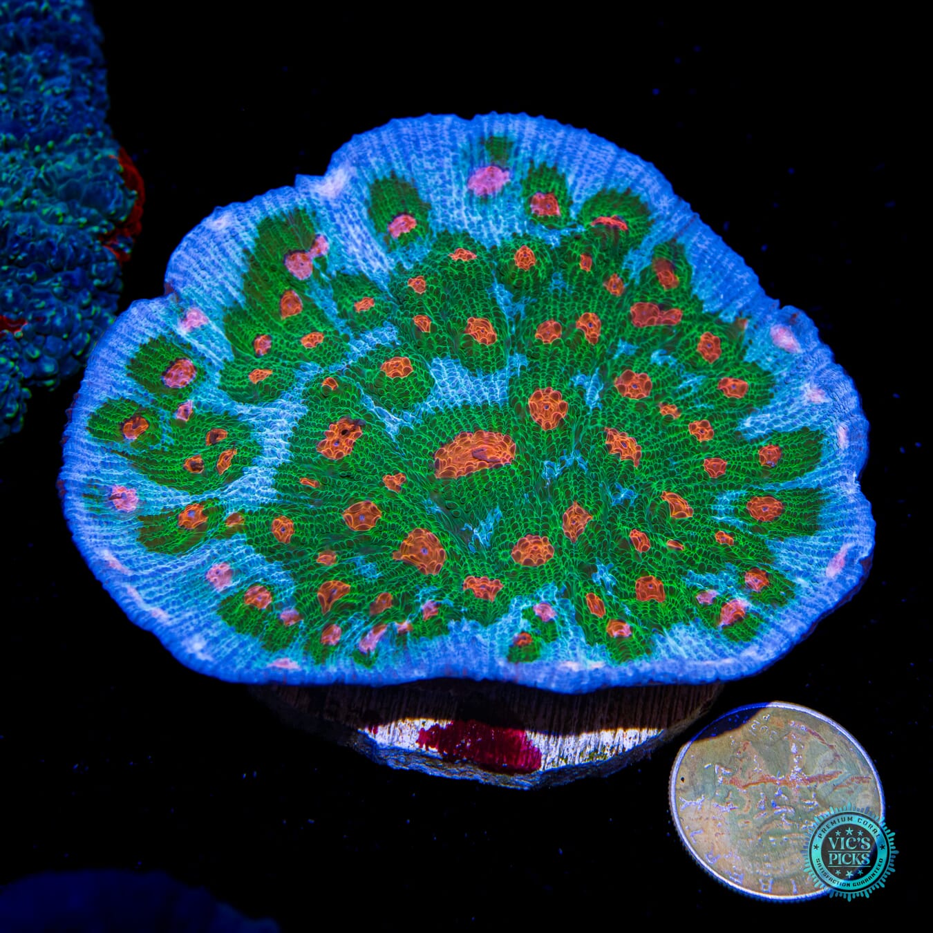 WWC Alien Agent Chalice - Actinic Photo