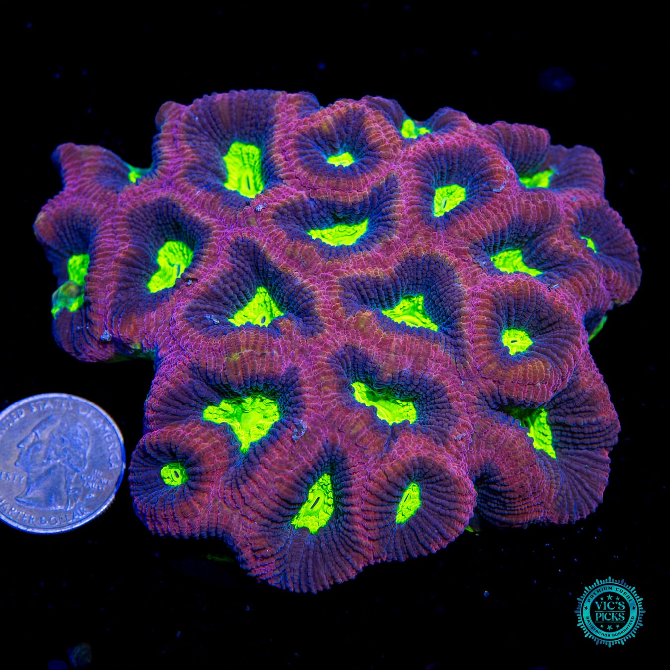 Dragon Soul Goniastrea - Actinic Photo