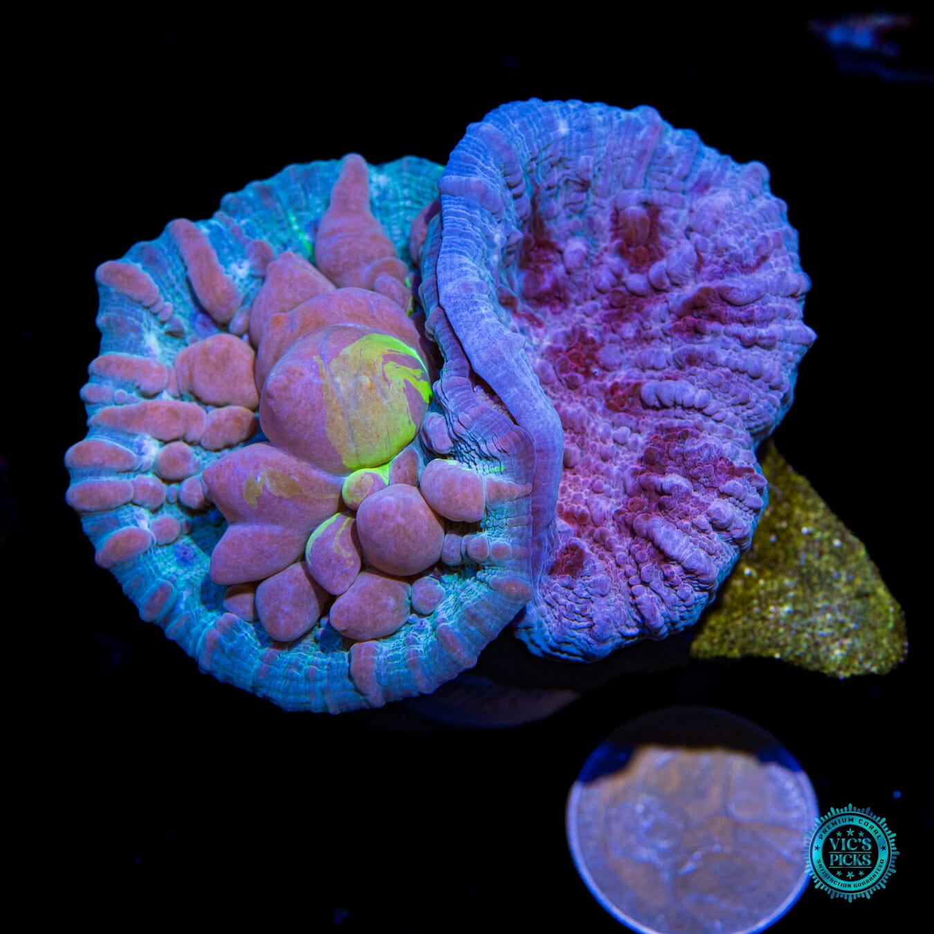 WWC Cosmic Candy Bounce and Freezer Burn Combo Chalice - Actinic Photo