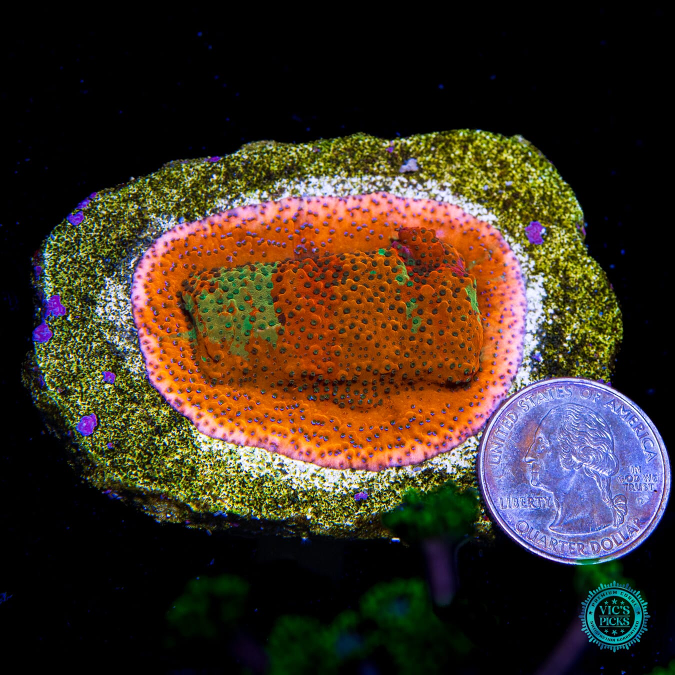 Mystic Solomon Grafted Montipora - Actinic Photo