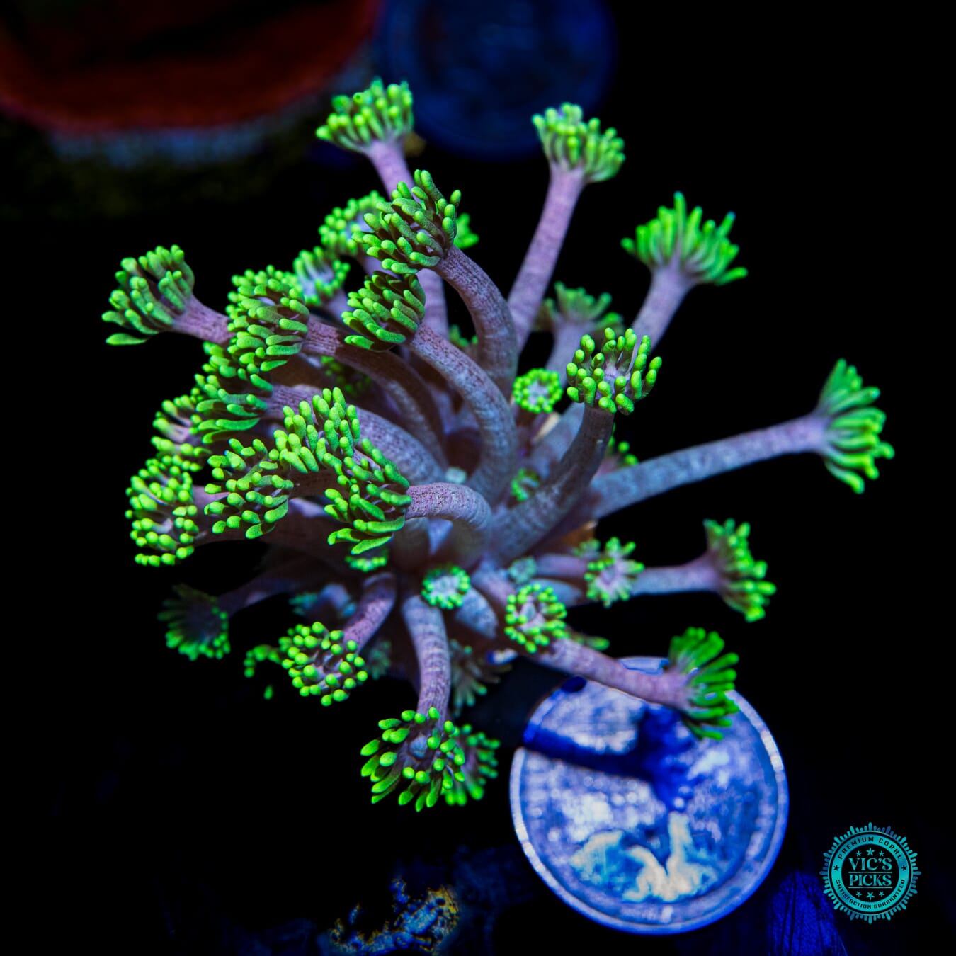 WWC Hail Hydra Goniopora - Actinic Photo