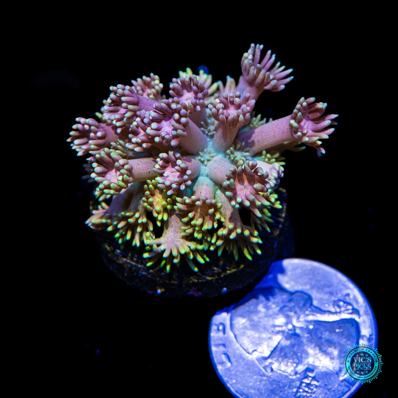 WWC Jewel Thief Goniopora - Actinic Photo