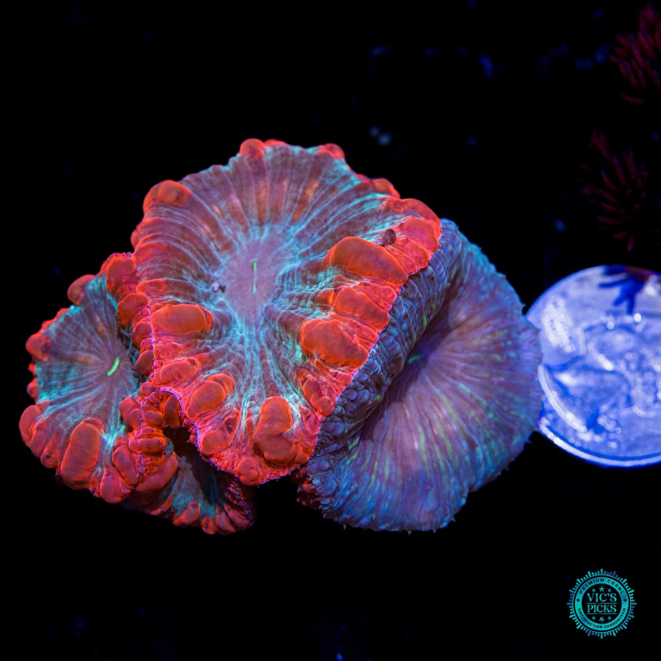 Locked In and Icy Envy Combo Blastomussa - Actinic Photo