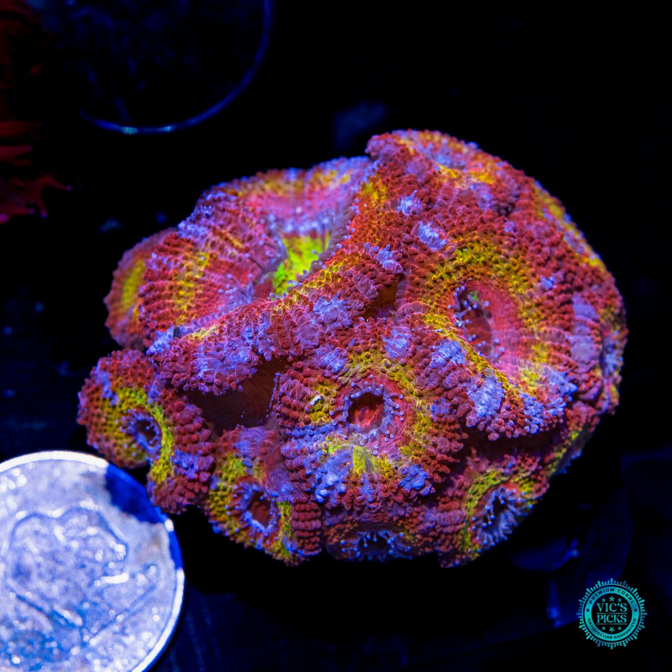 WWC Crazy Clown Aussie Lord - Actinic Photo
