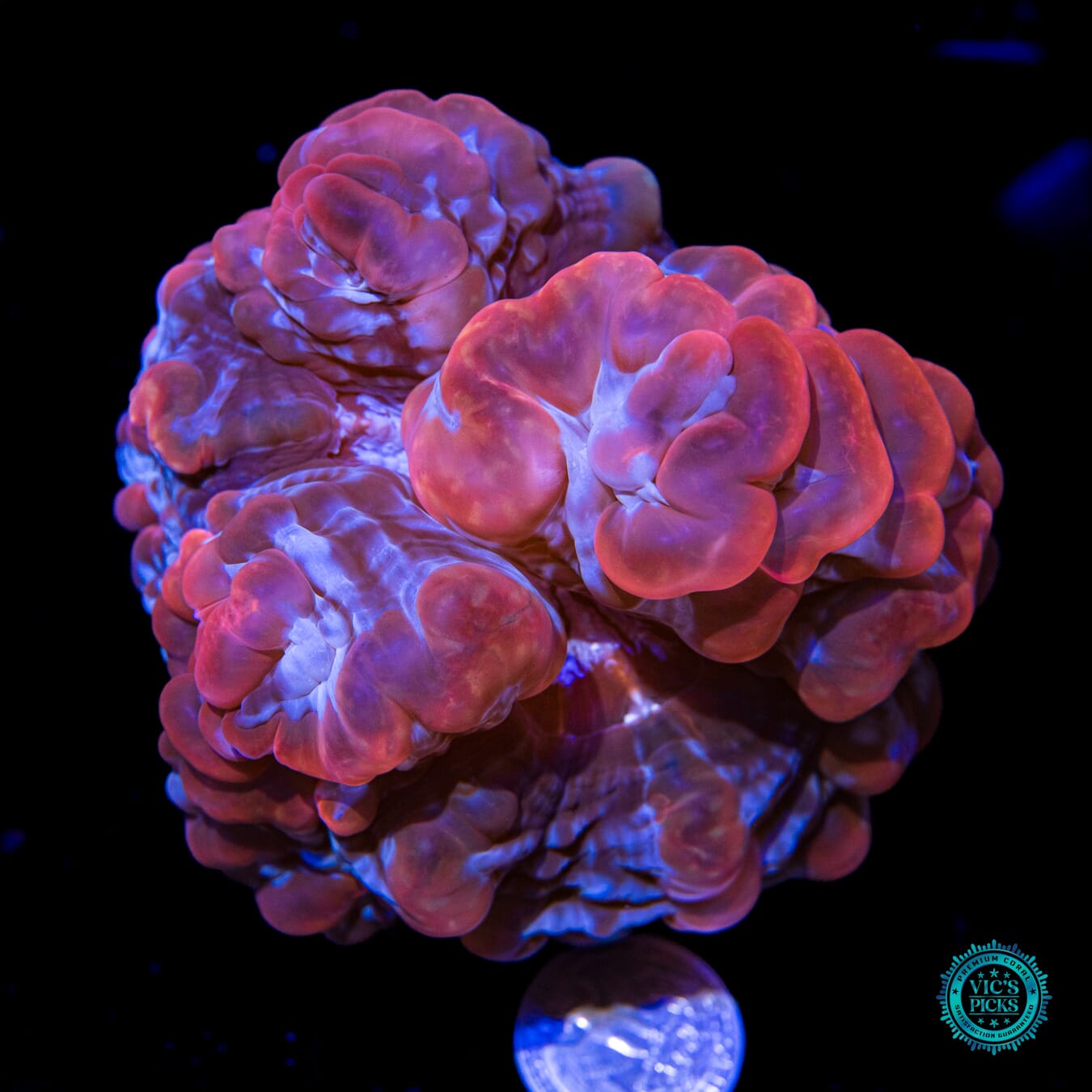 Strawberry Bubbly Indophyllia - Actinic Photo