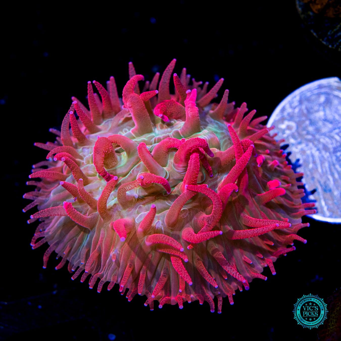 WWC Zombie Apocolypse Plate Coral - Actinic Photo