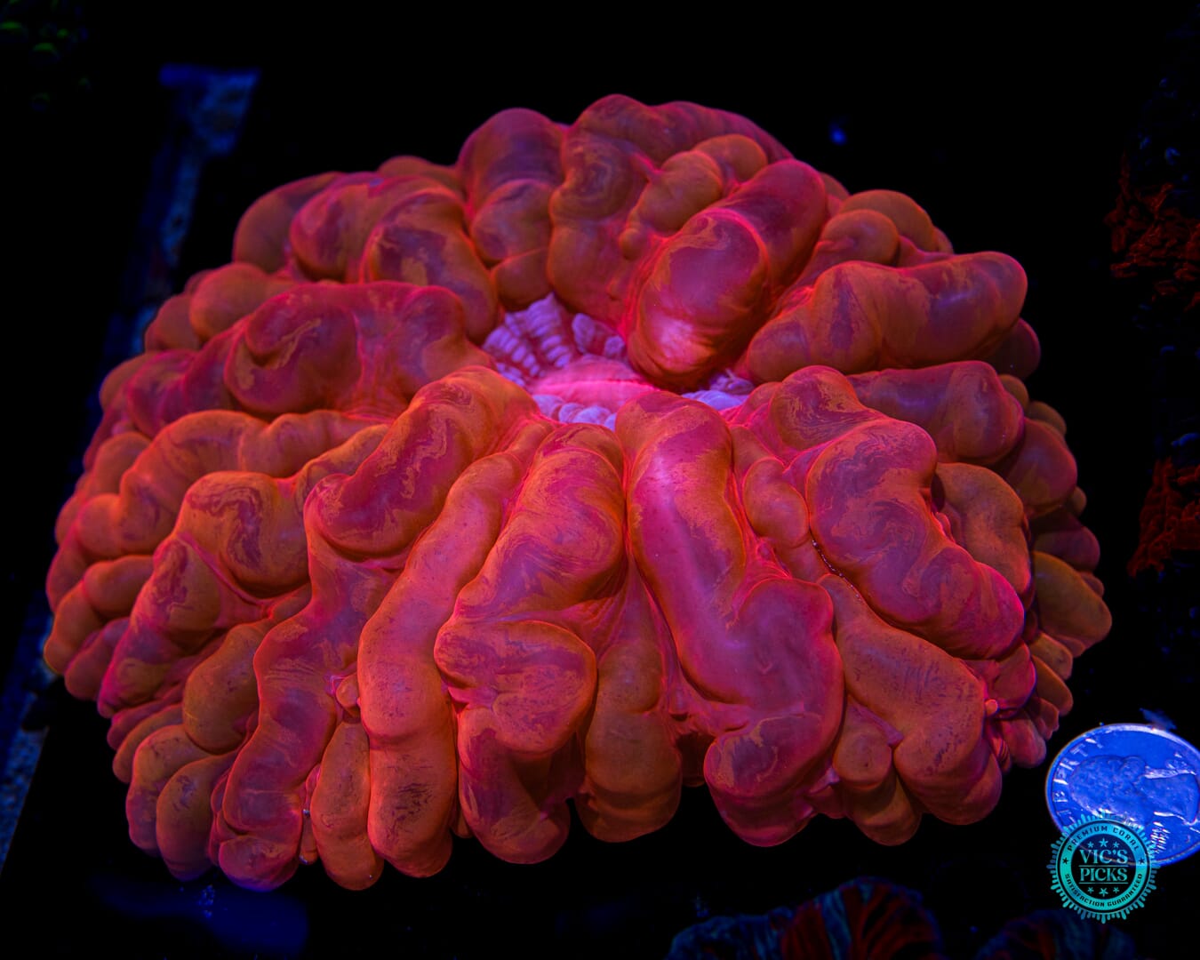 Hellfire Cynarina - Actinic Photo