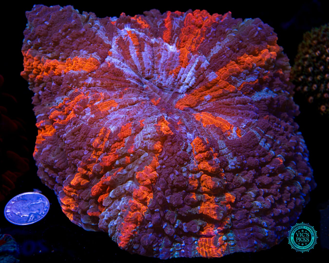 Thunder Flash Acanthophyllia - Actinic Photo