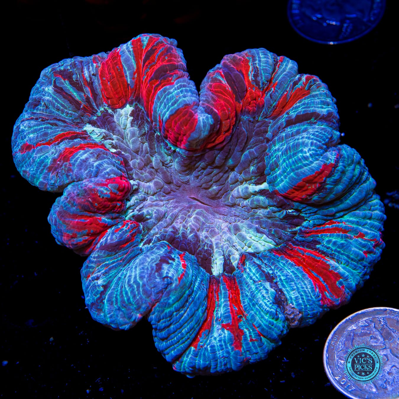 Frozen Tirade Trachyphyllia - Actinic Photo