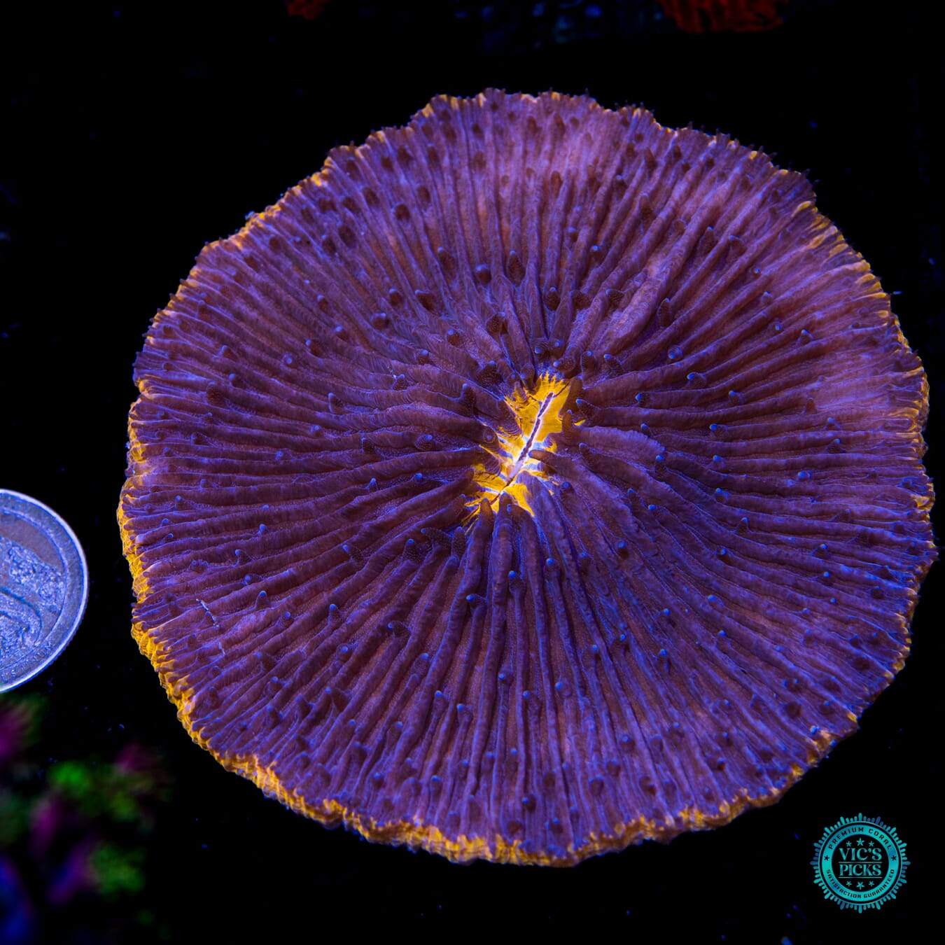 Fire Rimmed Plate Coral - Actinic Photo
