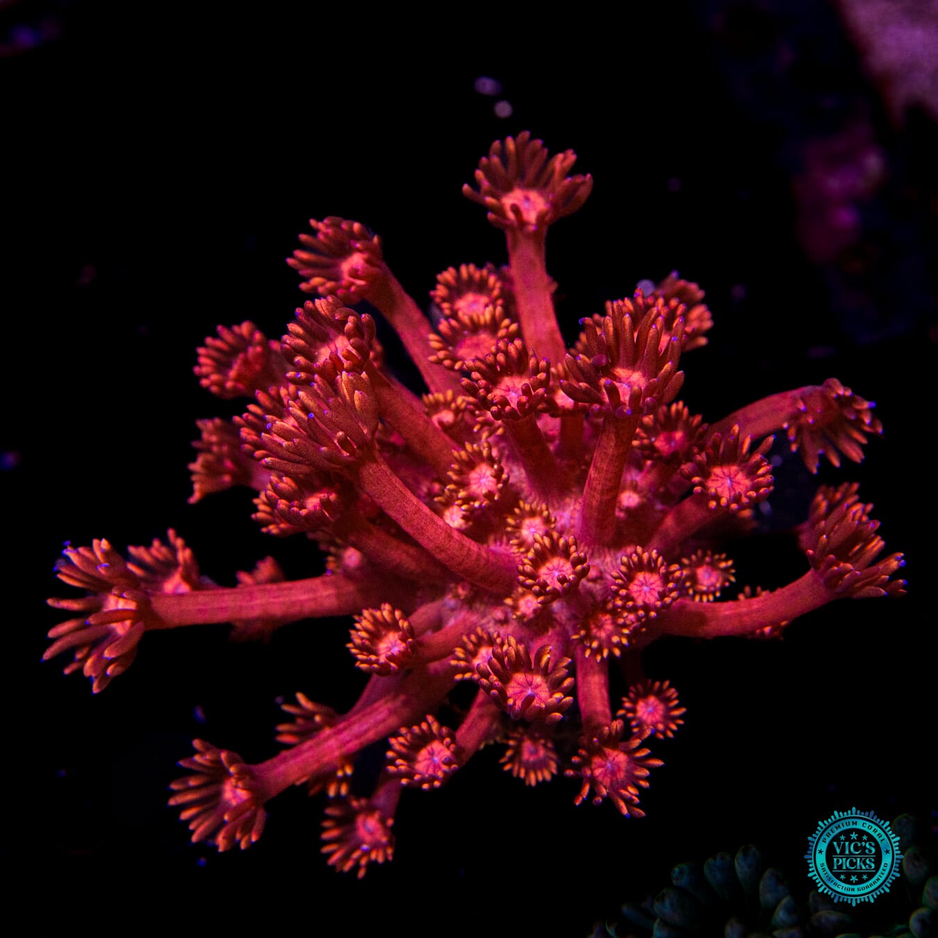 WWC Ragnarok Goniopora - Actinic Photo