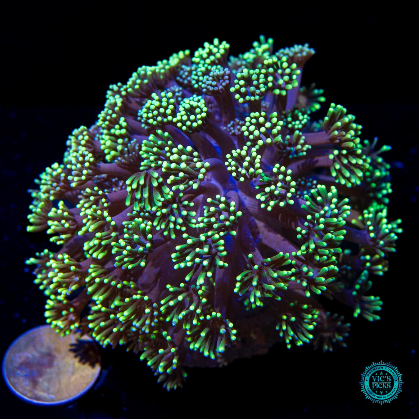 Neon Grape Goniopora - Actinic Photo