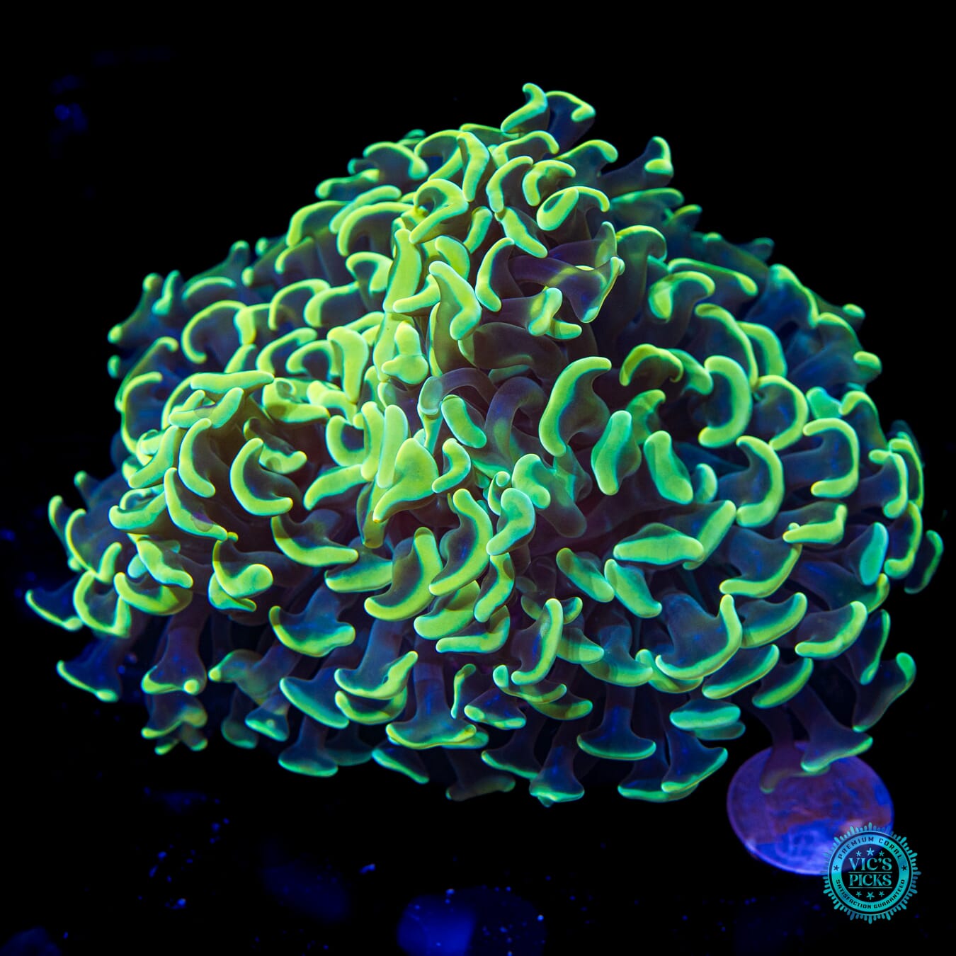 Lemon Lover Wall Hammer - Actinic Photo