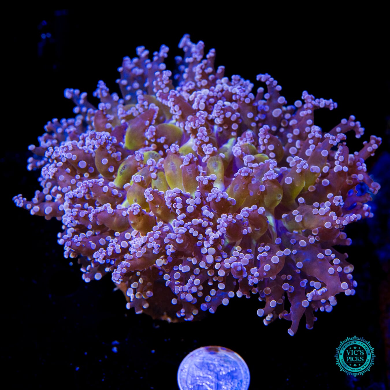 Funky Orange and Peach Wall Frogspawn - Actinic Photo