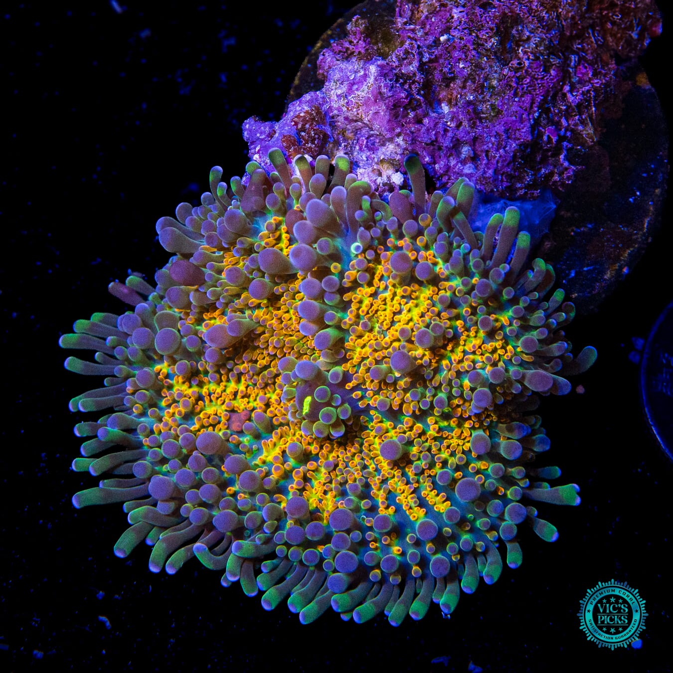 Tropical Temptation Yuma Mushroom - Actinic Photo