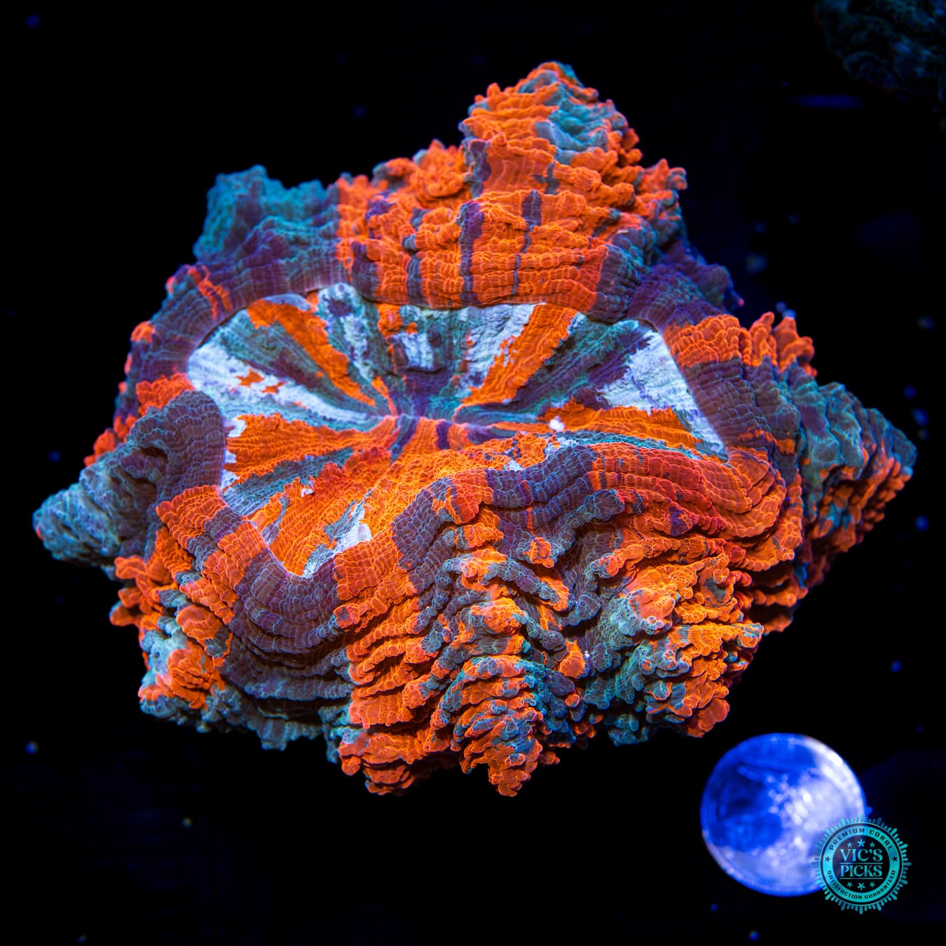 Jelly Belly Acanthophyllia - Actinic Photo