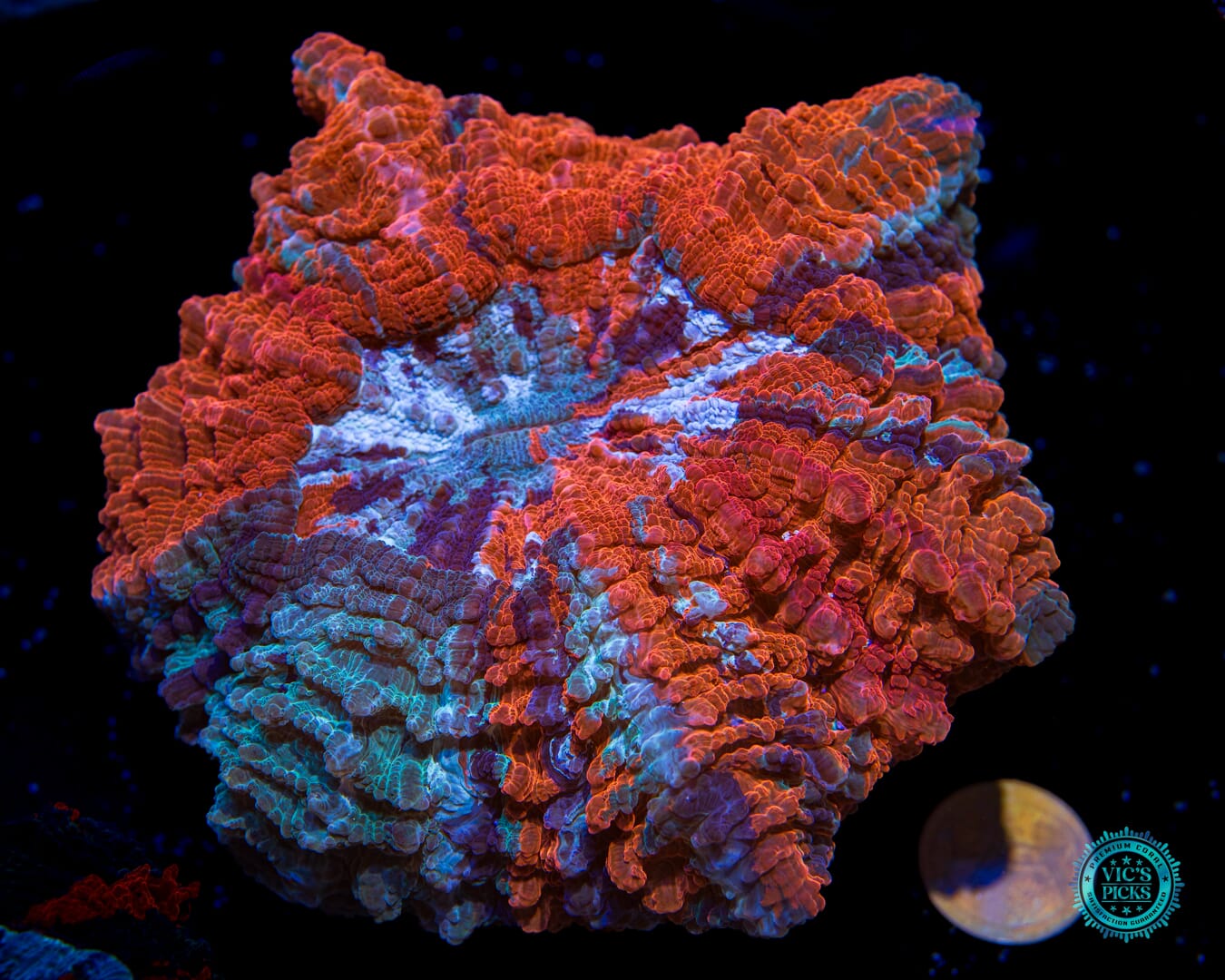 Rainbow Rush Acanthophyllia  - Actinic Photo