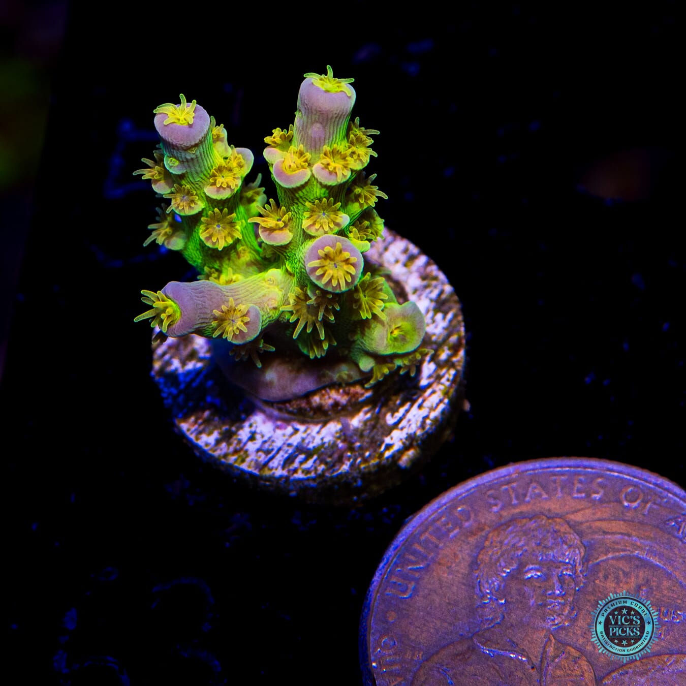 WD Tenuis Acropora - Actinic Photo
