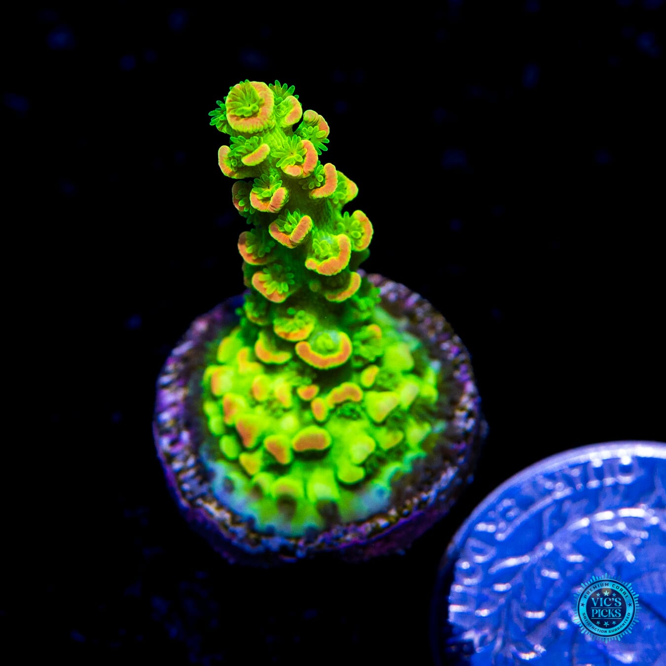 WWC Cash Me Outside Tenuis Acropora - Actinic Photo