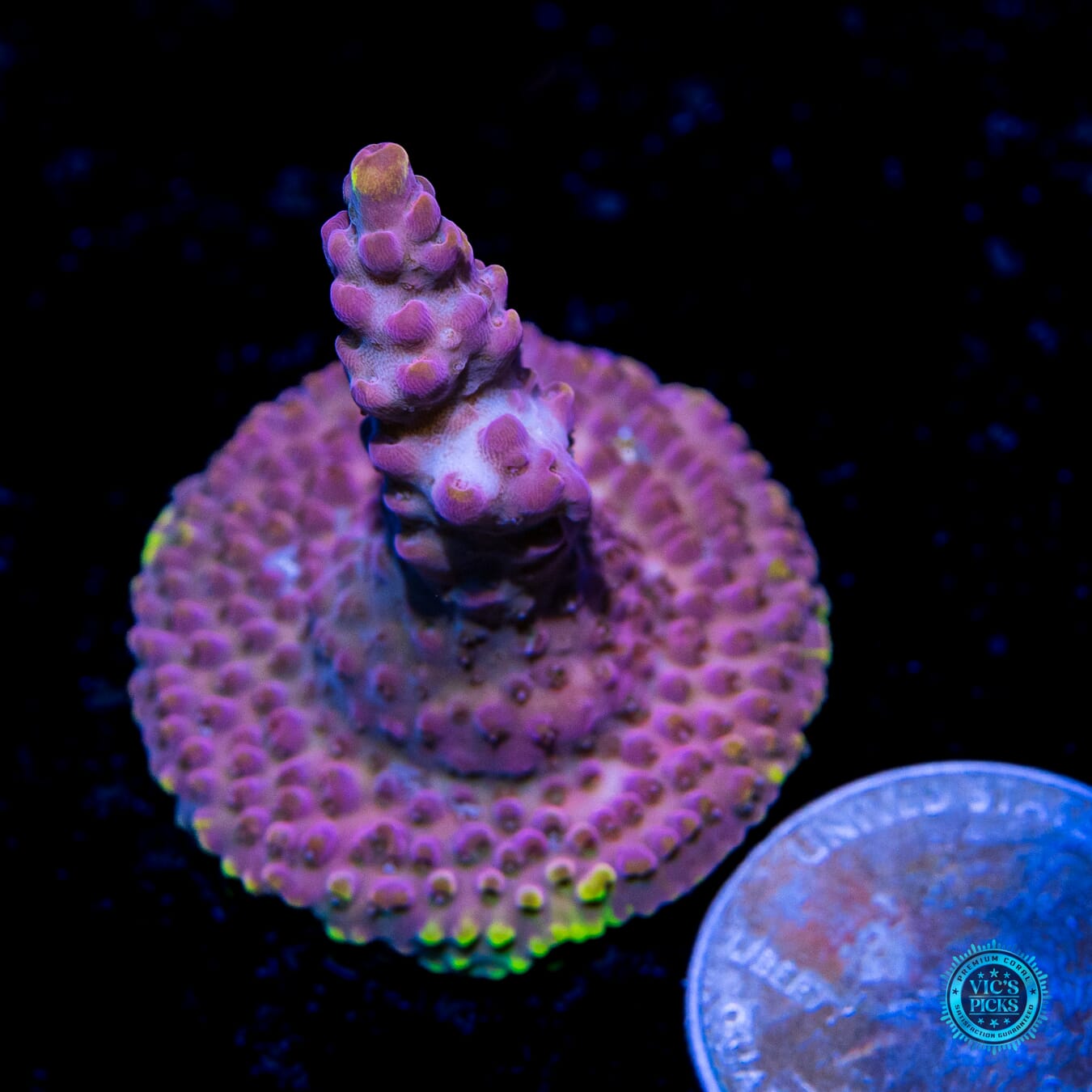 CB Beastmode Acropora - Actinic Photo