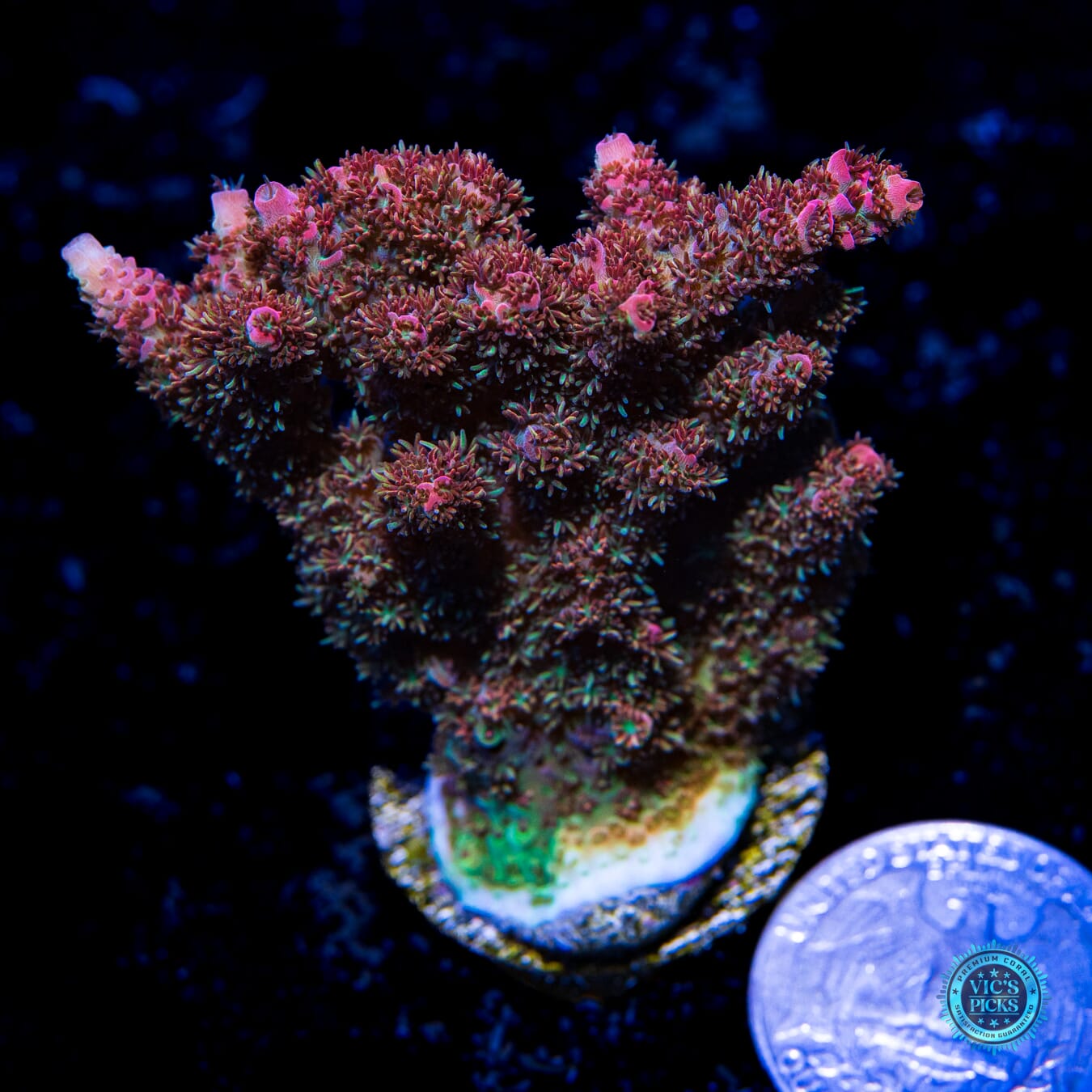 Solomon Ridonculous Acropora - Actinic Photo