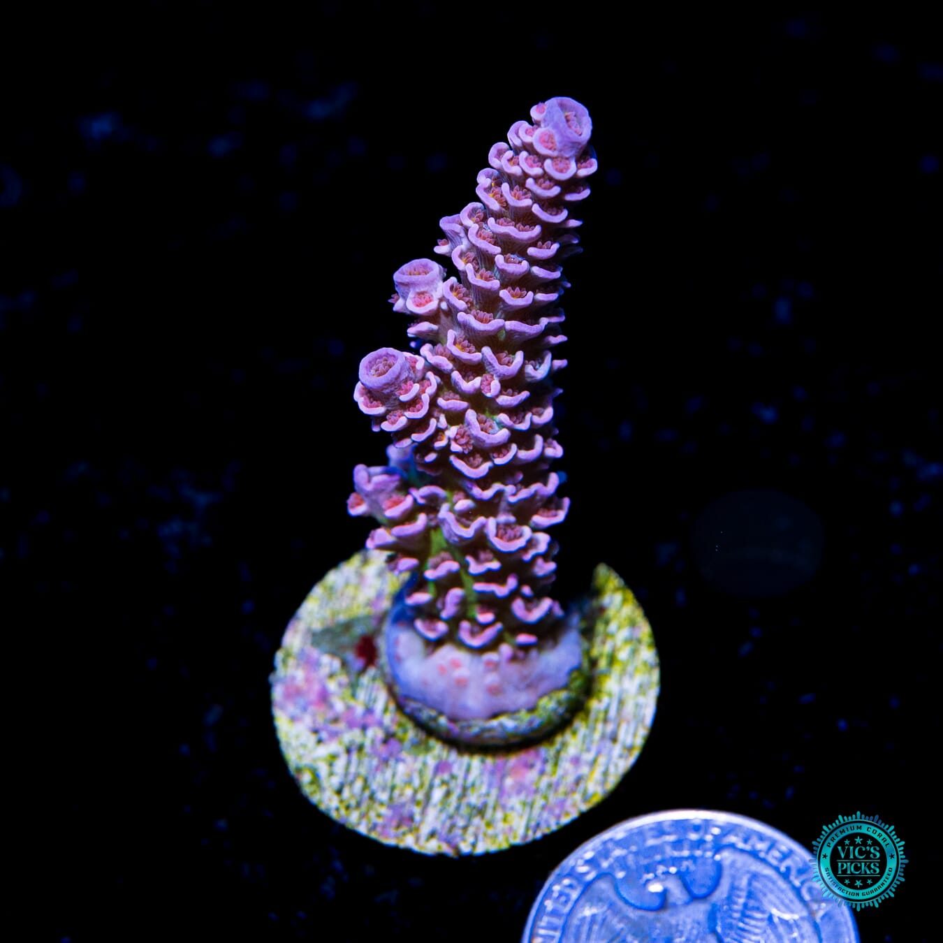 WWC Paradise Tenuis Acropora - Actinic Photo