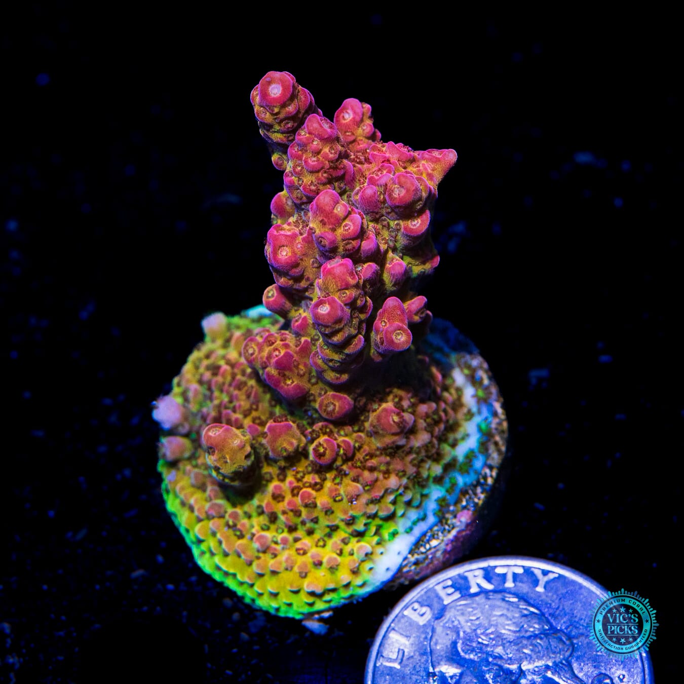 PC Rainbow Acropora - Actinic Photo