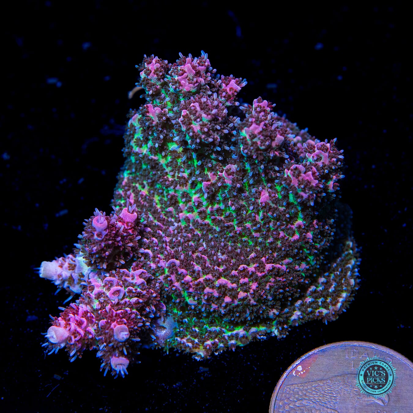 WWC Suicide Squad Acropora - Actinic Photo